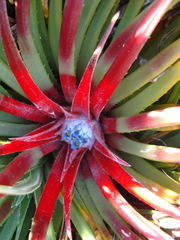 Fascicularia bicolor