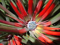 Fascicularia bicolor