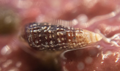 Cerithiopsis stejnegeri