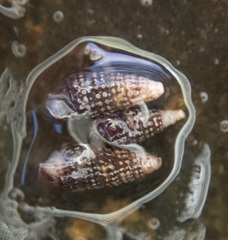 Cerithiopsis stejnegeri