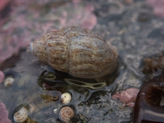 Amphissa versicolor