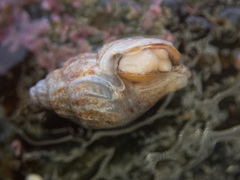 Amphissa versicolor