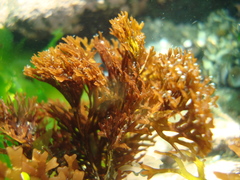 Trematocarpus dichotomus