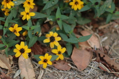 Zinnia maritima