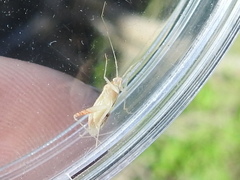 Phytocoris kiowa