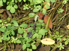 Erythrodiplax connata