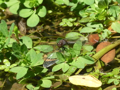 Erythrodiplax connata