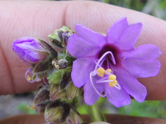 Mirabilis comata