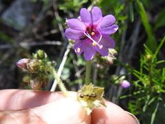 Mirabilis comata