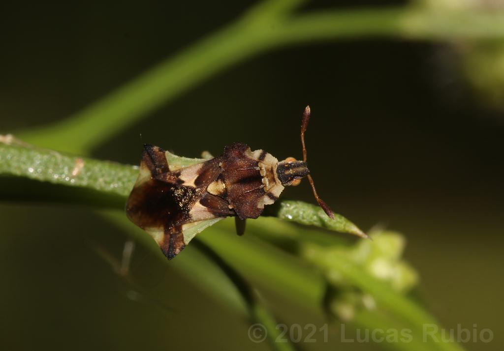 Phymata communis