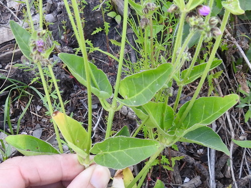 Image of Mirabilis comata by (c) Sam Kieschnick, some rights reserved (CC BY)