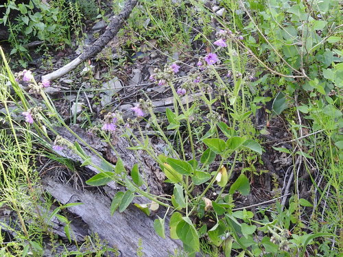 Image of Mirabilis comata by (c) Sam Kieschnick, some rights reserved (CC BY)