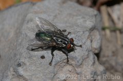 Sarconesia chlorogaster