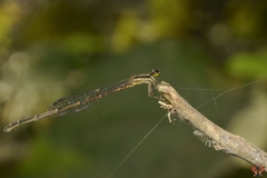 Mortonagrion aborense
