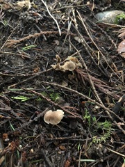 Hodophilus paupertinus