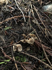 Hodophilus paupertinus