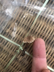 Hodophilus paupertinus