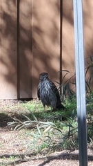 Accipiter cooperii