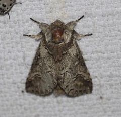 Antithemerastis acrobela