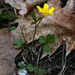 Bristly Buttercup - Photo (c) Samuel Brinker, some rights reserved (CC BY-NC), uploaded by Samuel Brinker