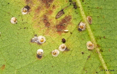 Euthoracaphis umbellulariae