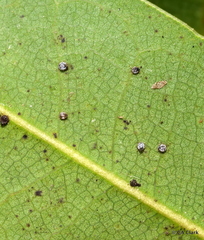 Euthoracaphis umbellulariae