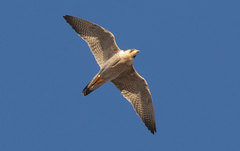 Falco peregrinus brookei