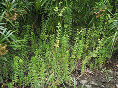 Euphorbia platyphyllos image