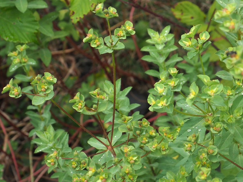 Euphorbia platyphyllos image