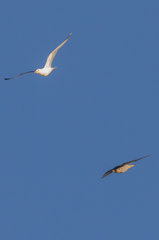 Falco peregrinus brookei