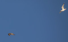 Falco peregrinus brookei