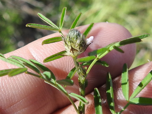 Image of Dalea polygonoides by (c) Sam Kieschnick, some rights reserved (CC BY)