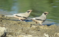 Hypocolius ampelinus