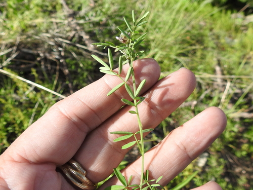Image of Dalea polygonoides by (c) Sam Kieschnick, some rights reserved (CC BY)