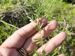 Dalea polygonoides
