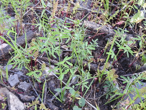 Image of Dalea polygonoides by (c) Sam Kieschnick, some rights reserved (CC BY)