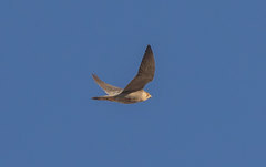 Falco peregrinus brookei