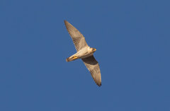 Falco peregrinus brookei