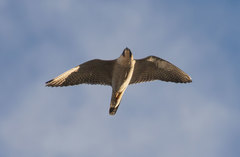 Falco peregrinus brookei