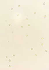 Hodophilus paupertinus