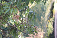 Geothlypis tolmiei
