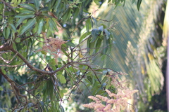 Geothlypis tolmiei