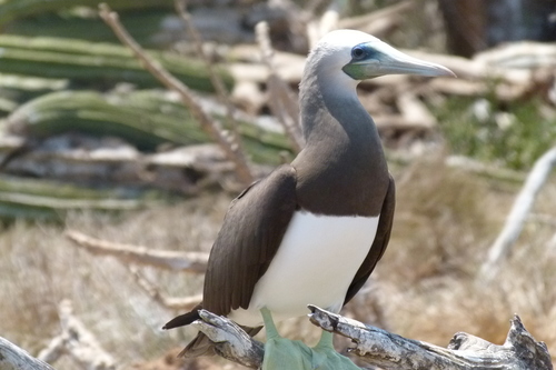 Cocos Booby