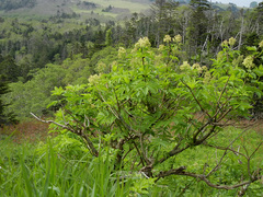 Sambucus sieboldiana