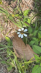 Apis mellifera