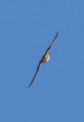 Falco peregrinus brookei