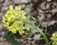 Erysimum ibericum