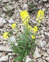 Erysimum ibericum