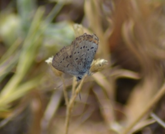 Plebejus samuelis