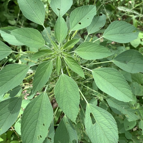 Acalypha indica iNat (1)